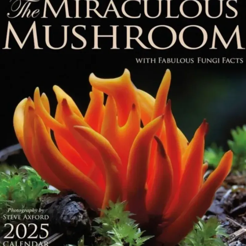 Amber Lotus 2025 Wall Calendar - The Miraculous Mushroom - Little Painter Art | Exploring the Endless Possibilities of Art| Shop All
