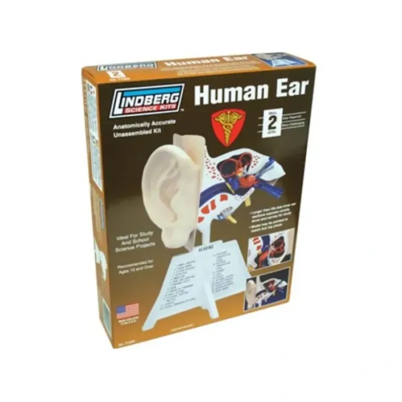 Shop All^Lindberg Lindberg Human Ear Educational Kit (Level 2) - Little Painter Art | Exploring the Endless Possibilities of Art
